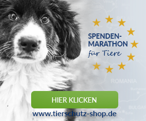 Spendenmarathon fur Tiere Affilinet 300x250 Hund 2017