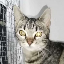 Kitty - kleines süsses Tigerchen