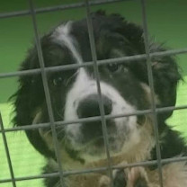 Boura - Berner Sennenhund - Welpe