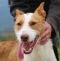 Pelut - adoptiert in Spanien