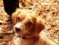 Lulu - adoptiert in Spanien