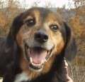 Alf - adoptiert in Spanien