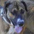 Carter - adoptiert in Deutschland