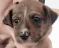 Fauna - adoptiert in Deutschland