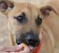 Nuca - adoptiert in Spanien