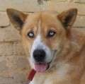 Hachiko - Husky Mix mit tollen Augen - adoptiert in Spanien