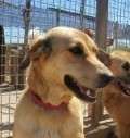 Flora - adoptiert in Deutschland