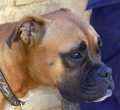 Carrie - adoptiert in Spanien