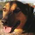 Mambru - adoptiert in Deutschland