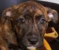Esther - adoptiert in der Schweiz