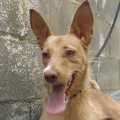 Mata - adoptiert in Spanien