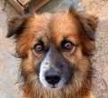 Sherlock - adoptiert in Spanien