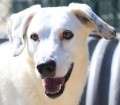 Tango - adoptiert in Deutschland