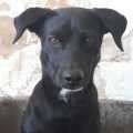 Donatello - adoptiert in Spanien