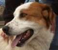 Ron - adoptiert in Spanien