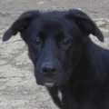 Dana - adoptiert in Deutschland