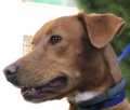 Marilo - adoptiert in Deutschland