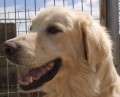 Zeus - adoptiert in Spanien