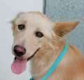 Mozart - adoptiert in Spanien