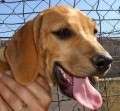 Daren - adoptiert in Deutschland