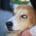 Kody - adoptiert in Deutschland