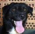 Erek - adoptiert in Andorra