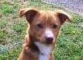 Guizmo - adoptiert in Deutschland