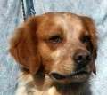 Guils - adoptiert in Deutschland