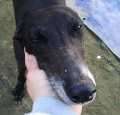 Corina - adoptiert in Spanien