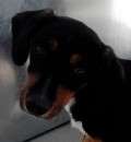 Porthos - adoptiert in Spanien