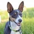 Lewis - adoptiert in Spanien