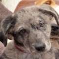 Cindy - adoptiert in Deutschland