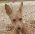 Izobel - adoptiert in Spanien