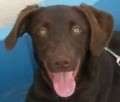 Rufo - adoptiert in der Schweiz
