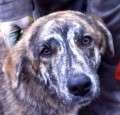 Ambar - verspielte und liebevolle Hündin - adoptiert in Deutschland