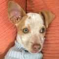 Tauriel - adoptiert in der Schweiz