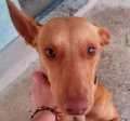 Kaila - adoptiert in Spanien