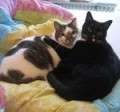 Jacky und Sammy - adoptiert in Deutschland