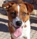 Carusso - adoptiert in Deutschland