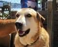 Boby - adoptiert in Deutschland