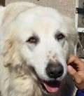 Tasha - adoptiert in Spanien