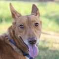 Wolly - adoptiert in Deutschland