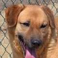 Tom - adoptiert in Spanien