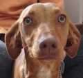 Gretel - adoptiert in Spanien