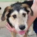 Silki - adoptiert in Deutschland