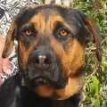Mia - adoptiert in Deutschland