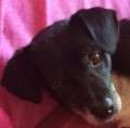 Charly - adoptiert in Deutschland !