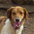 Fly - knuffiger kleiner Hundemann