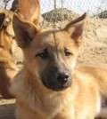 Pixie - adoptiert in Deutschland