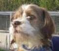 Bobby - adoptiert in Deutschland